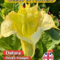 DATURA DOUBLE YELLOW EXOTIC TROPICAL - 8 BEST SEEDS