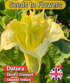 DATURA DOUBLE YELLOW EXOTIC TROPICAL - 8 BEST SEEDS