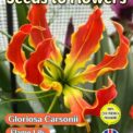 GLORIOSA CARSONII - FLAME LILY - TROPICAL CLIMBER -12 SEEDS ECO FRIENDLY PACK