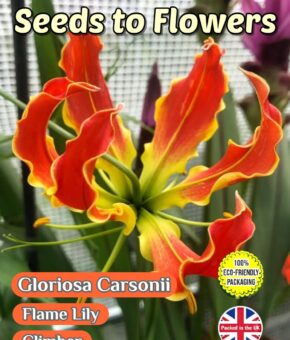 GLORIOSA CARSONII - FLAME LILY - TROPICAL CLIMBER -12 SEEDS ECO FRIENDLY PACK