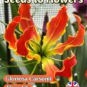 GLORIOSA CARSONII - FLAME LILY - TROPICAL CLIMBER -10 SEEDS - GREAT VALUE PACK