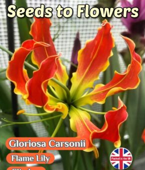 GLORIOSA CARSONII - FLAME LILY - TROPICAL CLIMBER -10 SEEDS - GREAT VALUE PACK