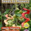 MANILA TAMARIND - PITHECELLOBIUM DULCE- UNUSUAL TREE - BONSAI - ECO FRIENDLY PACK - 12 SEEDS