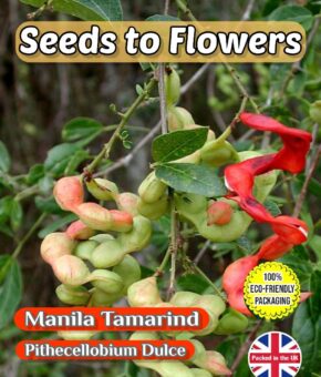 MANILA TAMARIND - PITHECELLOBIUM DULCE- UNUSUAL TREE - BONSAI - ECO FRIENDLY PACK - 12 SEEDS