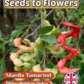 MANILA TAMARIND - PITHECELLOBIUM DULCE- UNUSUAL TREE - BONSAI - 9 BEST SEEDS