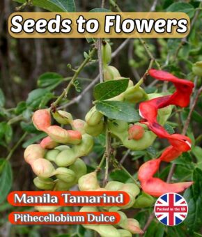 MANILA TAMARIND - PITHECELLOBIUM DULCE- UNUSUAL TREE - BONSAI - 9 BEST SEEDS