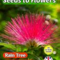 RAIN TREE - SAMANEA SAMAN - FLOWERING TREE BONSAI - ECO FRIENDLY PACK 8 SEEDS