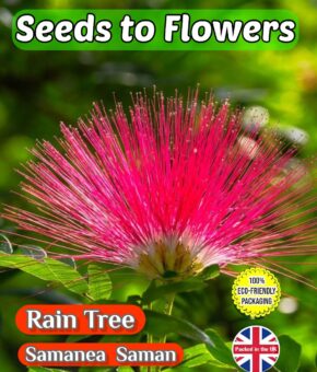 RAIN TREE - SAMANEA SAMAN - FLOWERING TREE BONSAI - ECO FRIENDLY PACK 8 SEEDS