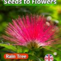 RAIN TREE SAMANEA SAMAN FLOWERING BONSAI 5 SEEDS