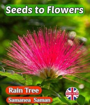 RAIN TREE SAMANEA SAMAN FLOWERING BONSAI 5 SEEDS