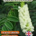 ACACIA CATECHU - SENEGALIA CATECHU - FLOWERING TREE - 8 BEST QUALITY SEEDS