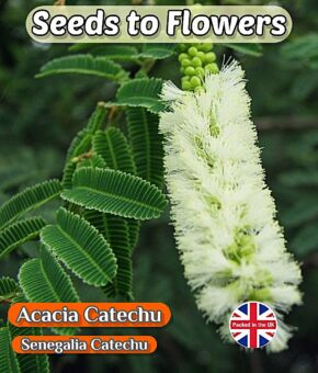 ACACIA CATECHU - SENEGALIA CATECHU - FLOWERING TREE - 8 BEST QUALITY SEEDS