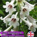 GIANT HIMALAYAN LILY -CARDIOCRINUM GIGANTEUM - EXOTIC - PERENNIAL - 8 SEEDS