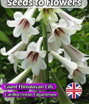 GIANT HIMALAYAN LILY -CARDIOCRINUM GIGANTEUM - EXOTIC - PERENNIAL - 8 SEEDS
