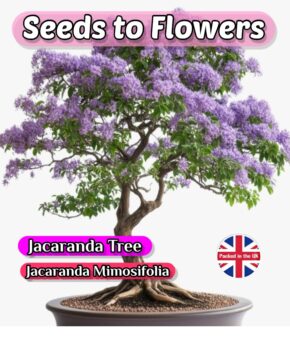 BLUE JACARARANDA MIMOSOFOLIA - EXOTIC- BONSAI -GREAT VALUE PACK - 15 SEEDS