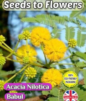ACACIA NILOTICA - BABUL - ARABIC GUM TREE  - FLOWERING TREE - COMPOSTABLE PACKET - 12 SEEDS