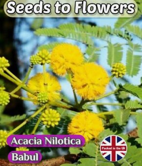 ACACIA NILOTICA - BABUL - ARABIC GUM TREE  - FLOWERING TREE - 8 SEEDS