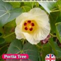 PORTIA TREE - THESPESIA POPULNEA - LARGE FLOWERS - 12 BEST QUALITY SEEDS