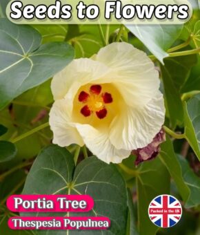 PORTIA TREE - THESPESIA POPULNEA - LARGE FLOWERS - 12 BEST QUALITY SEEDS