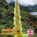 RHEUM NOBILE - NOBLE RHUBARB - HARDY PERENNIAL - 8 SEEDS - GREAT VALUE PACK