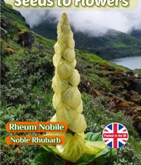 RHEUM NOBILE - NOBLE RHUBARB - HARDY PERENNIAL - 8 SEEDS - GREAT VALUE PACK