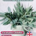 EUCALYPTUS GLOBULUS - BLUE GUM - EVERGREEN - MEDICINAL - 250 BEST SEEDS