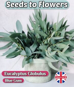 EUCALYPTUS GLOBULUS - BLUE GUM - EVERGREEN - MEDICINAL - 250 BEST SEEDS
