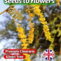 PROSOPIS CINERARIA - KHEJRI TREE - YELLOW FLOWERING - 8 HIGH QUALITY SEEDS
